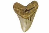 Fossil Megalodon Tooth - North Carolina #164878-1